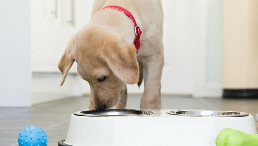 Feeding your puppy sale